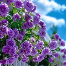 Hybrid Rose Climber Seeds – Fast-Growing, Colorful Blooms for Vertical Gardening - Rose Seeds