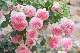 Heritage Climber Rose Seeds – Premium Hybrid Blooms for Garden Charm - Rose Seeds