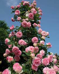 Heritage Climber Rose Seeds – Premium Hybrid Blooms for Garden Charm - Rose Seeds