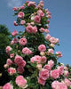 Heritage Climber Rose Seeds – Premium Hybrid Blooms for Garden Charm - Rose Seeds