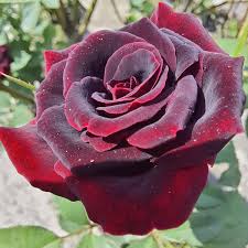 Velvet Vine Hybrid Rose Seeds – Classic Climbing Beauty - Rose Seeds