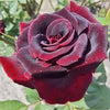 Velvet Vine Hybrid Rose Seeds – Classic Climbing Beauty - Rose Seeds