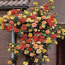 Garden Grace Hybrid Rose Seeds – Fragrant Climber for Pergolas & Walls - Rose Seeds