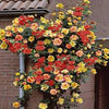 Garden Grace Hybrid Rose Seeds – Fragrant Climber for Pergolas & Walls - Rose Seeds