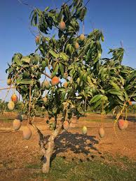 Exotic Mango Plant Varieties for Your Garden (Keitt ) ) Live Mango 1 Plant (Mangifera indica) – Grafted Variety  -Fruit Plants