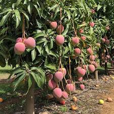 Exotic Mango Plant Varieties for Your Garden (Keitt ) ) Live Mango 1 Plant (Mangifera indica) – Grafted Variety  -Fruit Plants