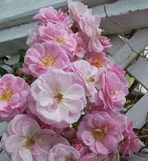 Exotic Hybrid Climbing Rose Flower Seeds – Pack of 20  -Ahallya - Rose Seeds