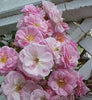 Exotic Hybrid Climbing Rose Flower Seeds – Pack of 20  -Ahallya - Rose Seeds