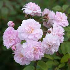 Exotic Hybrid Climbing Rose Flower Seeds – Pack of 20  -Ahallya - Rose Seeds