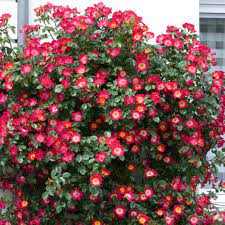 Exotic Hybrid Climbing Rose Flower Seeds – Pack of 20  -Cocktail - Rose Seeds