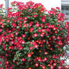 Exotic Hybrid Climbing Rose Flower Seeds – Pack of 20  -Cocktail - Rose Seeds