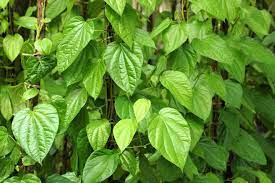 Piper Betle Piper betle L.Betel, Betel Vine, Betel Pepper, Betle Pepper, Pan, Sireh Medicinal Plants