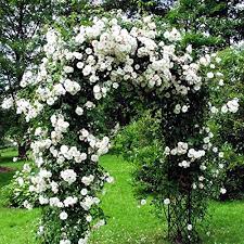 Exotic Hybrid Climbing Rose Flower Seeds – Pack of 20  -Delhi White Pear - Rose Seeds