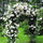 Exotic Hybrid Climbing Rose Flower Seeds – Pack of 20  -Delhi White Pear - Rose Seeds