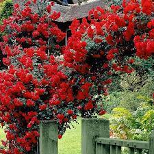 Exotic Hybrid Climbing Rose Flower Seeds – Pack of 20  - Fiona - Rose Seeds