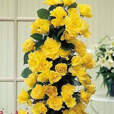 Exotic Hybrid Climbing Rose Flower Seeds – Pack of 20  - Golden shower - Rose Seeds