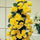 Exotic Hybrid Climbing Rose Flower Seeds – Pack of 20  - Golden shower - Rose Seeds