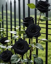 Exotic Hybrid Climbing Rose Flower Seeds – Pack of 20  - Black - Rose Seeds