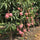 Exotic Mango Plant Varieties for Your Garden (Keitt ) ) Live Mango 1 Plant (Mangifera indica) – Grafted Variety  -Fruit Plants