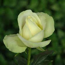 Premium Hybrid Rose Flower 20  Seed - Penguin - Rose Seeds