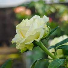 Premium Hybrid Rose Flower 20  Seed - Penguin - Rose Seeds