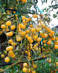 🍅 Cherry Tomato Hybrid 100 Seeds – Yellow, Sweet & Golden  - Vegetable Seeds
