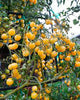 🍅 Cherry Tomato Hybrid 100 Seeds – Yellow, Sweet & Golden  - Vegetable Seeds