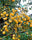 🍅 Cherry Tomato Hybrid 100 Seeds – Yellow, Sweet & Golden  - Vegetable Seeds