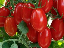 🍅 Plum Tomato Hybrid Seeds – 100 Seeds, Perfect for Sauces & Canning  - Vegetable Seeds