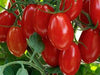 🍅 Plum Tomato Hybrid Seeds – 100 Seeds, Perfect for Sauces & Canning  - Vegetable Seeds