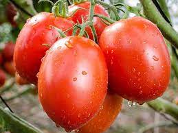 🍅 Plum Tomato Hybrid Seeds – 100 Seeds, Perfect for Sauces & Canning  - Vegetable Seeds