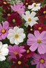 Cosmos Flower Seeds Mix – Vibrant Multi-Color Blooms - Flower Seeds