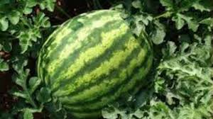 Arka Manik Watermelon Seeds – Indian Hybrid, Sweet & Disease-Resistant (Pack of 10) - Fruit Seeds