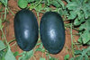Kiran Watermelon Seeds – Popular Indian Variety, Sweet & Juicy (Pack of 10) - Fruit Seeds