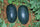Kiran Watermelon Seeds – Popular Indian Variety, Sweet & Juicy (Pack of 10) - Fruit Seeds