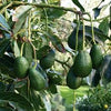 Hass Avocado Seeds – Pack of 2 - Fruit Seeds