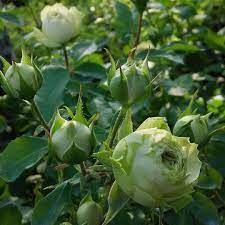 Premium Hybrid Rose Flower 20  Seed - Penguin - Rose Seeds