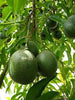 Reed Avocado Seeds – Pack of 2 - Fruit Seeds
