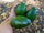 Bacon Avocado Seeds – Pack of 2 - Fruit Seeds