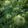Premium Hybrid Rose Flower 20  Seed - Penguin - Rose Seeds