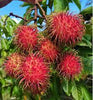 R-134 (Malaysia) Rambutan Hybrid Exotic Fruit Seeds, Pack of 5 - Fruit Seeds