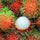 Binjai (Indonesia/Malaysia) Rambutan Hybrid Exotic Fruit Seeds, Pack of 5 - Fruit Seeds