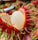 Jitlee (Thailand) Rambutan Hybrid Exotic Fruit Seeds, Pack of 5 - Fruit Seeds