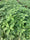 ARKA Suguna -TFL Veg.AMARANTH Hybrid -Vegetable Seeds