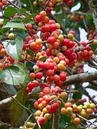 Flacourtia Montana-Medicinal Plant