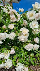 "Exotic Hybrid Climbing Rose Flower Seeds 20   - Coconut Ice - Rose Seeds