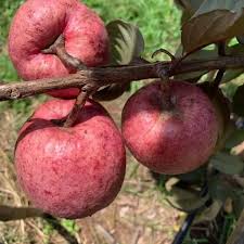 Black Diamond Guava Fruit Plant: Dark Skin, Pink-Red Juicy Sweet Flesh