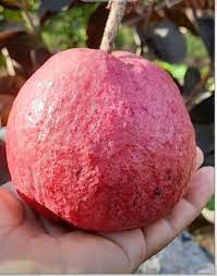 Black Diamond Guava Fruit Plant: Dark Skin, Pink-Red Juicy Sweet Flesh