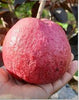 Black Diamond Guava Fruit Plant: Dark Skin, Pink-Red Juicy Sweet Flesh