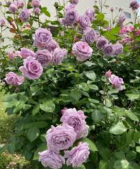 Exotic Hybrid Climbing Rose Flower Seeds – Pack of 20  - Novalis - Rose Seeds